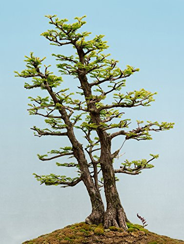 Seedeo Bonsai Anzuchtset Urwelt-Mammutbaum (Metasequoia glyptostroboides)