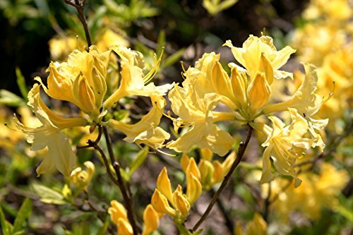 15 Giant Giallo Azalea Seeds * rododendro * 6' a 10' Ft. * Dolce fragrante * appariscente * # 1232