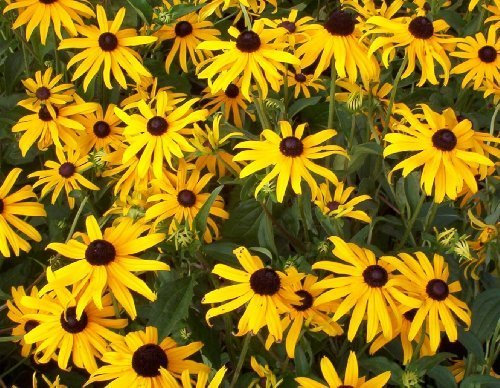 Pack x6 Rudbeckia 'Goldsturm' Perennial Garden Plug Plants