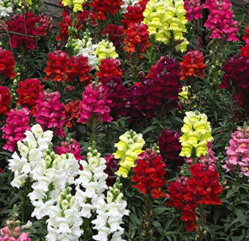 Thompson & Morgan - Flowers - Antirrhinum Dwarf Bedding Mixed - 3000 Seed