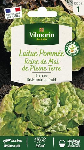 Laitue Pommée Reine de Mai de Pleine Terre