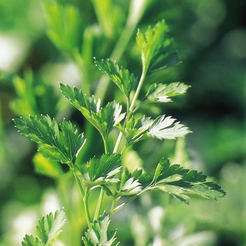 Parsley Seeds - Plain Leaved 2