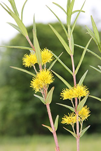 WASSERPFLANZEN WOLFF - 4er-Set im Gratis-Pflanzkorb - Lysimachia thyrsiflora - Straußgoldfelberich, gelb
