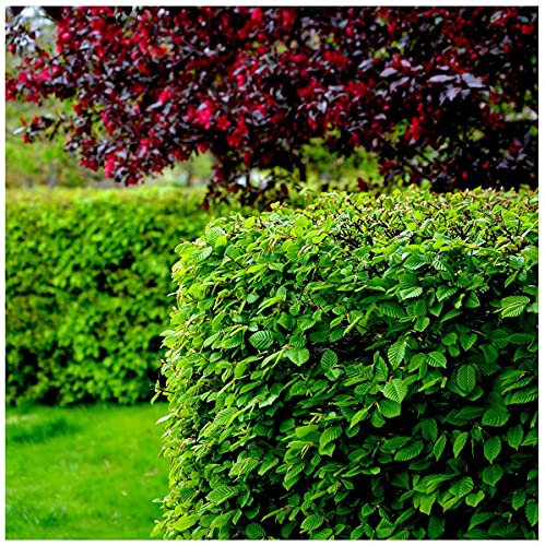 25 HHornbeam 2-3ft Hedging Plants in 1L Pots, Carpinus Betulus Trees Winter Cover 3fatpigs®