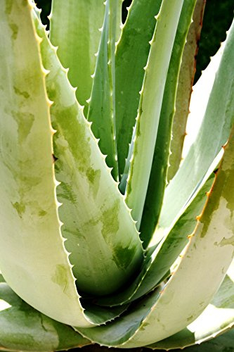 ALOE VERA 5 KG FOGLIE FRESCHE COLTIVAZIONE BIOLOGICA
