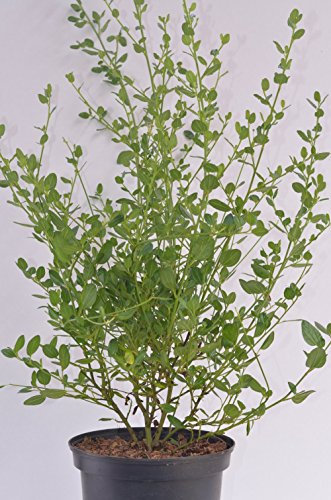 immergrüne Säckelblume Ceanothus impressus Victoria 30-40 cm hoch im 3 Liter Pflanzcontainer