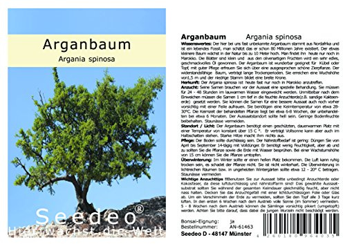Seedeo Arganbaum (Argania spinosa) 3 Samen