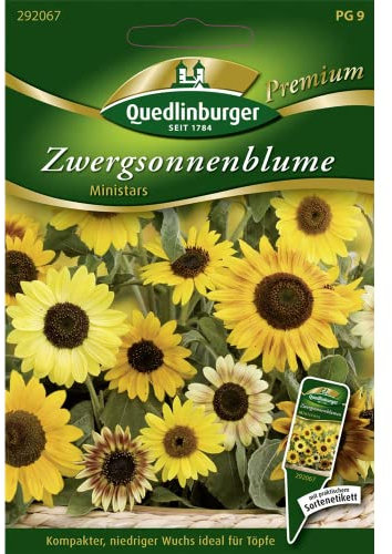 Quedlinburger Saatgut Zwergsonnenblumen, Ministars Samen