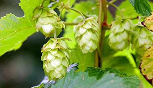 Humulus lupulus 60-80 cm – Winterhart, Mehrjährig, Pflegeleicht – Wilder Hopfen – Kletterpflanze für Pergola & Rankhilfe