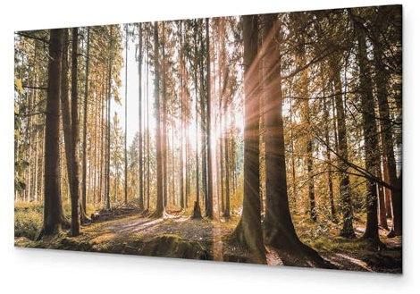B&D XXL - Wandbilder XXL Wald 135x45 cm 1 tlg - Wand Deko Vlies Leinwand Bilder Groß Wanddeko Wohnzimmer Schlafzimmer Kunstdrucke Panoramabild - Waldlandschaft Natur Panorama Baum