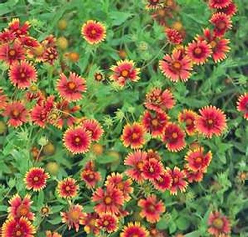 Gaillardia - Firewheel- 25 semi