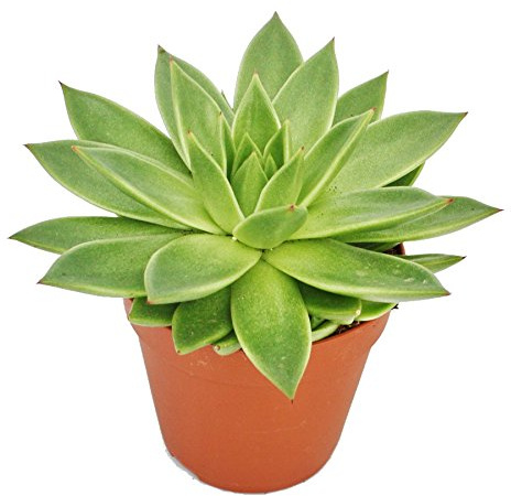 Exotenherz - Echeveria agavoides – pianta grande in vaso da 12 cm