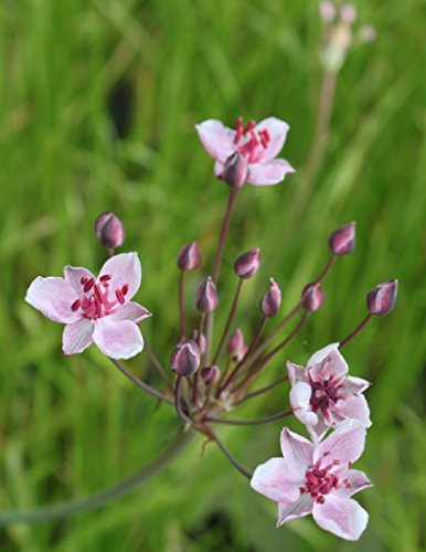 WASSERPFLANZEN WOLFF - 4er-Set im Gratis-Pflanzkorb - Butomus umbellatus - Blumenbinse - Schwanenblume - Wasserliersch, rosa - heimisch - winterhart