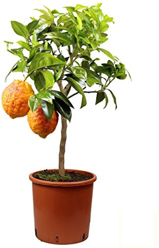 Meine Orangerie® Rote Zitrone Mezzo - Glühweinzitrone - echter Citrusbaum - veredelte Zitrone im 6,5 Liter Topf - Citrus Limon - Lemon Tree - Fruchtreife Zitronen Pflanze - Zitrusstämmchen