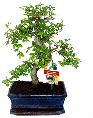 Bonsai chinesische Ulme - Ein Bonsai für kühle Zimmer 2 Bäume