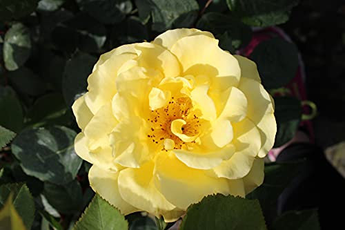 Kletterrosen in vielen Sorten und Farben (Im 5 Liter Container, Golden Gate)