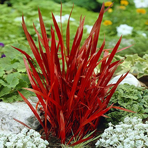 Imperata cylindrica Red Baron - 2 plants