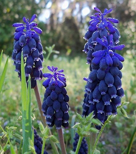 25x Muscari latifolium Bulbs (Grape Hyacinth)