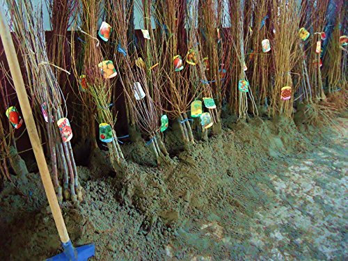 Noce Franquette Pianta a radice nuda Varietà Noce Franquette - 1 Pianta