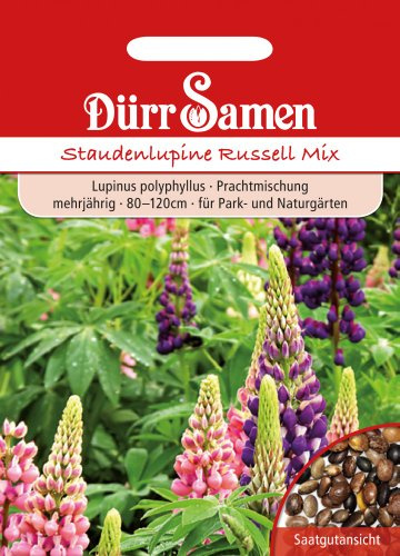 Dürr-Samen - Staudenlupine Prachtmischung mehrjährig 80-120 cm Saatgut