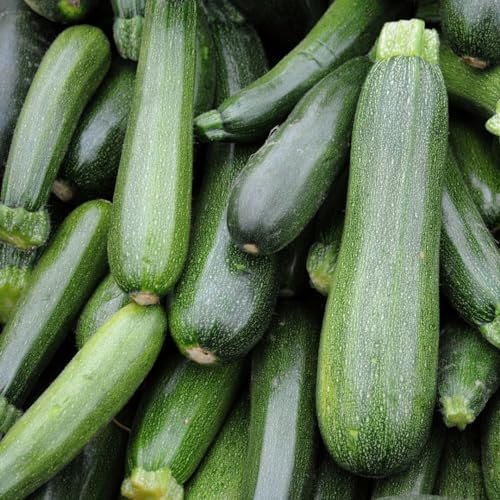 PREMIER SEEDS DIRECT - Italian COURGETTE - Verde DI Milano - 20 Seeds (Organic)