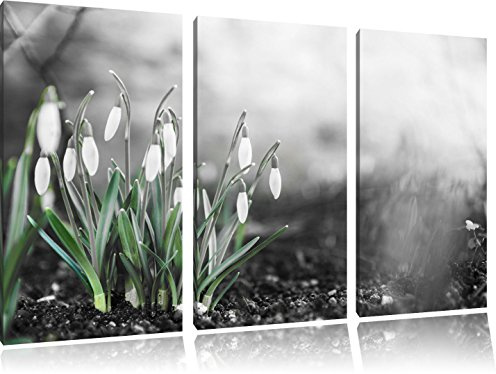 Pixxprint Frühlings Schneeglöckchen B&Wauf, Leinwandbild 3 Teilig, Gesamtmaß: 120x80cm, Wandbild, Dekoration, fertig gespannt, Kein Poster