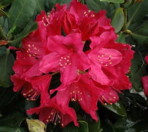 Nova Zembla Red Rhododendron - Live Plant - (2.5 QT)