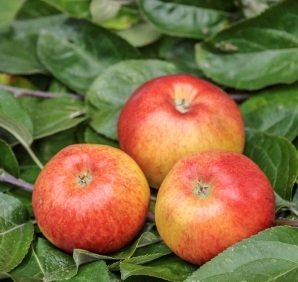 Allergiker-Apfel 'Santana' ca. 150 cm im 10 Liter Topf