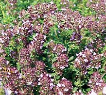 Just Seed Herb - Thyme Purple Creeping - Thymus serpyllum - 700 Seeds