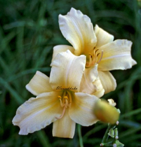Staudenkulturen Wauschkuhn Hemerocallis Hybr. 'Curls' - Taglilie - Staude im 11cm Topf