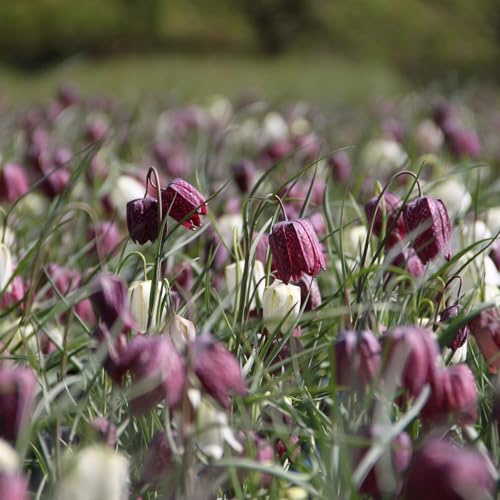 WASSERPFLANZEN WOLFF - 4er-Set - Fritillaria meleagris - Schachblume - Schachbrettblume - Kiebitzei, rosa-rot-weiß-kariert - winterhart