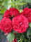 Baumschule Pflanzenvielfalt Kletterrose Grand Award® syn. Götterfunken® - Rosa Grand Award® syn. Götterfunken® - dunkelrot - Duft+ - Poulsen-Rose