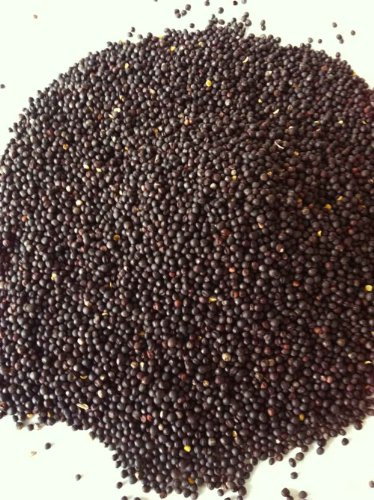 Natur-shop24 2 KG Rapssamen