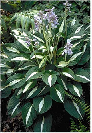 Hosta Risky Business in 2 Litre Pot
