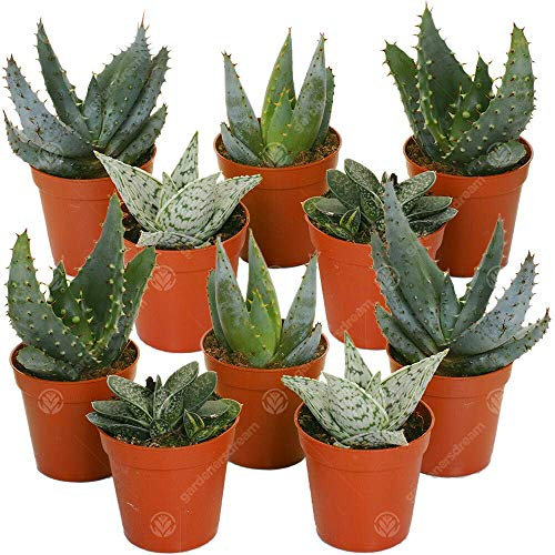 GardenersDream 10 x Mixed Aloe, Succulent, and Cactus Plants - Live Air Purifying Indoor Houseplants - Low Maintenance Indoor Plants for Home - Great Gifts for Plant Lovers (5-15cm incl. 5.5cm Pot)