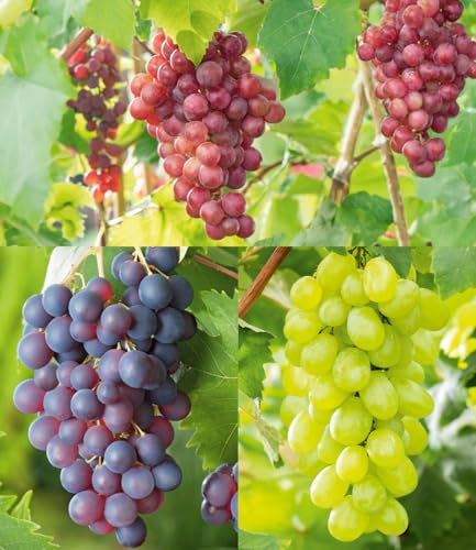 BALDUR Garten Kernlose Tafel-Trauben-Kollektion, 3 Weintrauben, Weinreben Sortiment kernlos, Pflanzen New York, Vanessa, Venus, winterhart, resistente Züchtungen, Vitis vinifera