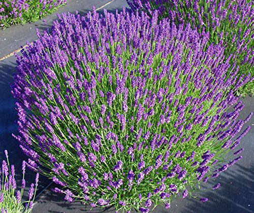 Hidcote Blue Lavender Plant - 4 Size Pot