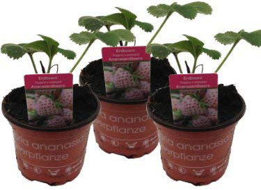Weiße Ananas-Erdbeere im 3er Set,exotische Ananaserdbeere,frische Erdbeerpflanze