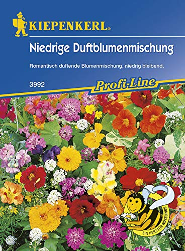 Kiepenkerl Niedrige Duftblumenmischung