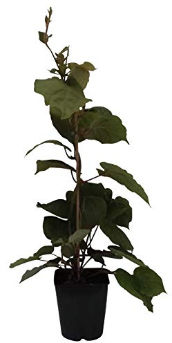 Hayward, weibliche Kiwipflanze 40-60 cm groß und gestäbt, kräftige Kiwi im 2-3,5 Liter Topf | Fruchtertrag mit männlicher Sorte, sonniger Standort, winterhart, pflegeleicht, ideal für Garten und Kübel