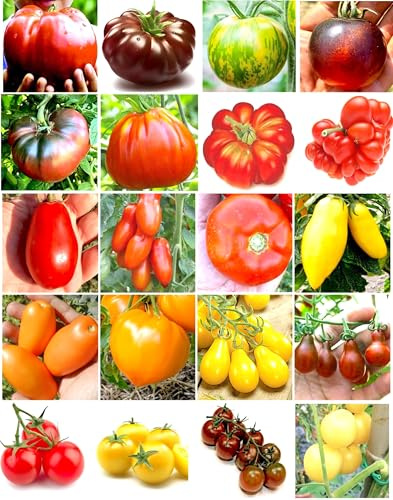 200 GRAINES de TOMATE dans 20 RARES VARIÉTÉS NUTRITIVES + GUIDE: Géante Italienne, Black Krim, Green Zebra, Indigo Rose, Cœur de Bœuf, San Marzano, Roma, Cerise Rouge, Noir, Jaune et Blanche, etc
