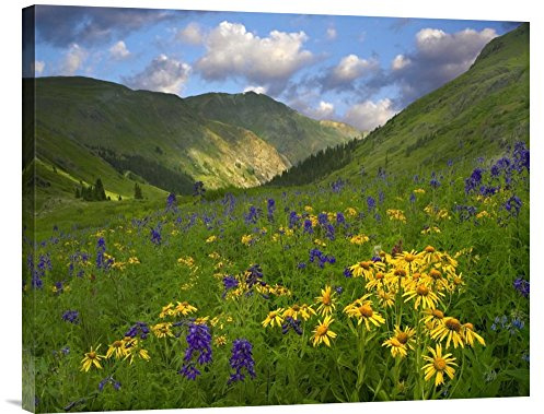 Global Gallery Budget GCS-396567-2228-142 Tim Fitzharris Orange Sneezeweed and Delphinium in American Basin Colorado Gallery Wrap Giclee on Canvas Print Wall Art