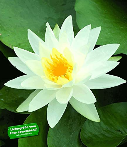 BALDUR Garten 1x Seerose (Nymphaea) 'Schneeweiß', Knolle in Größe I, prachtvolle, große Blüten in edlem Weiß, verwandelt jeden Teich in eine Augenweide, mehrjährige, winterhate Wasserpflanze