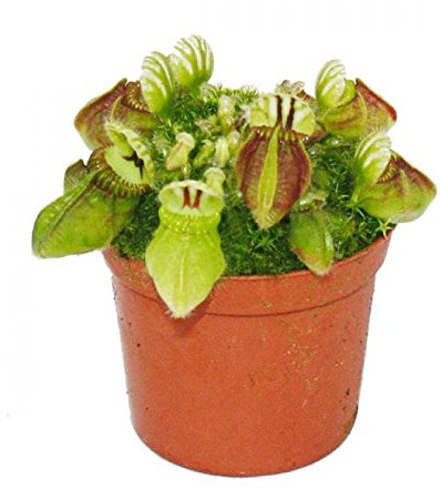 Exotenherz - Fleischfressende Pflanze - Zwergkrug - Cephalotus follicularis - 9cm Topf - Rarität