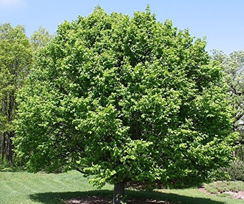 Müller Münchehof GmbH Baum des Jahres 1996 - Hainbuche im Container Größe 125 bis 150 cm