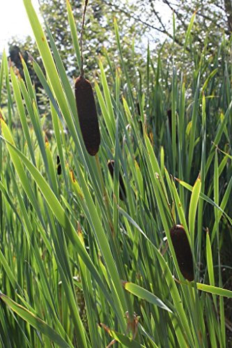 WASSERPFLANZEN WOLFF - Typha latifolia - Breitblättriger Rohrkolben - 4er-Set QUALITÄTSSTAUDEN im PFLANZKORB - heimisch - winterhart - gegen Algen