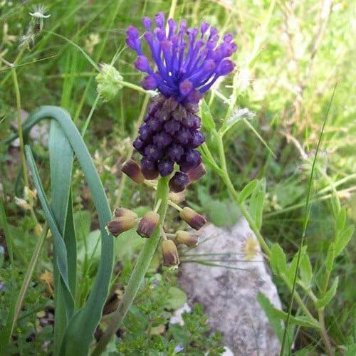 Plant World Seeds - Muscari Comosum Seeds (Perennial Flower Seeds)