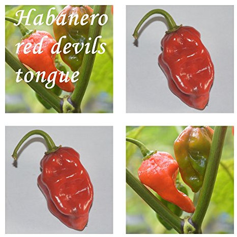 Habanero Devils tongue -20 semillas de chile Diablo lengua - Gravedad: 10 ++ !!