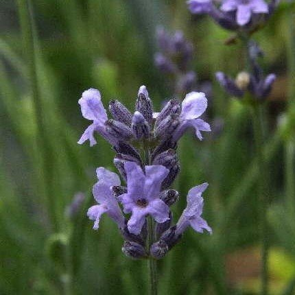 Lavandula angustifolia Dwarf Blue 9 cm – Winterhart, Mehrjährig, Pflegeleicht – Lavendel – Beet- & Kübelpflanze für Garten & Balkon