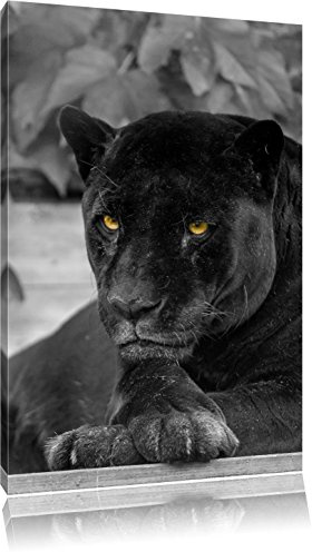 Pixxprint schwarzer Panther schwarz, B&W, Größe: 60x40cm, Leinwandbild, fertig gespannt, Wandbild, Dekoration, Kunstdruck, kein Poster